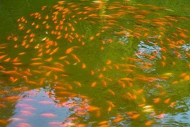 《Red Rogue Sea》序章免费发布 肉鸽构建海战模拟